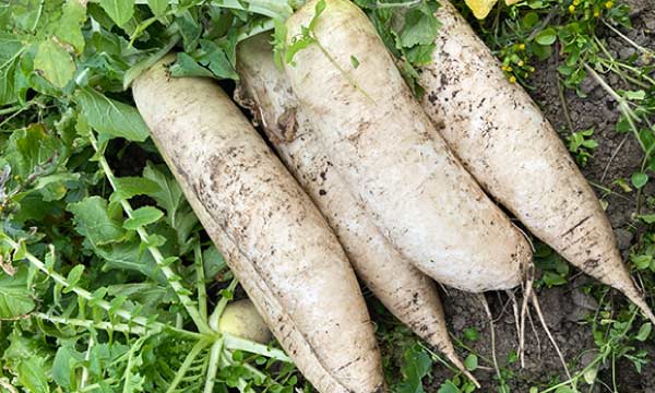 大根