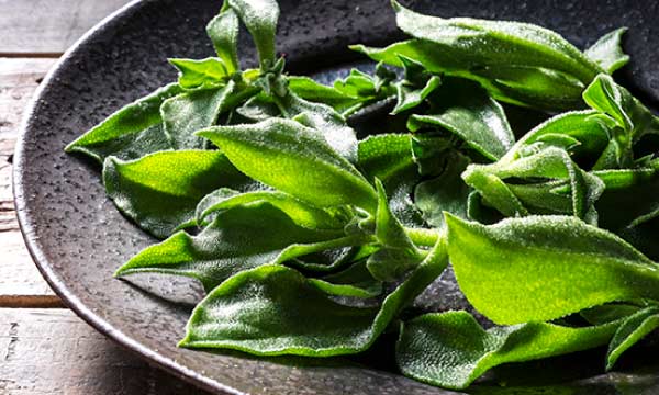 アイスプラント