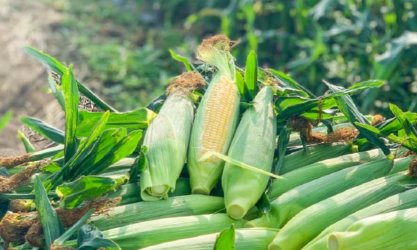 とうもろこし