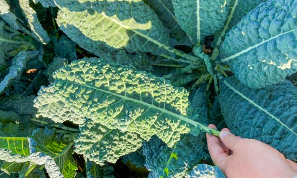 ブロッコリーケール